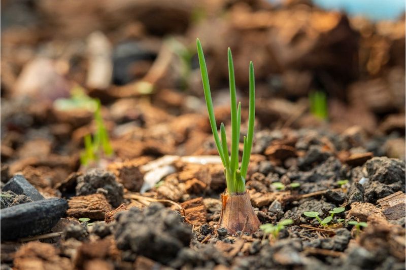 Green Onions Germinate Reliably In Summer Soil Green Onions Germinate Reliably In Summer Soil
