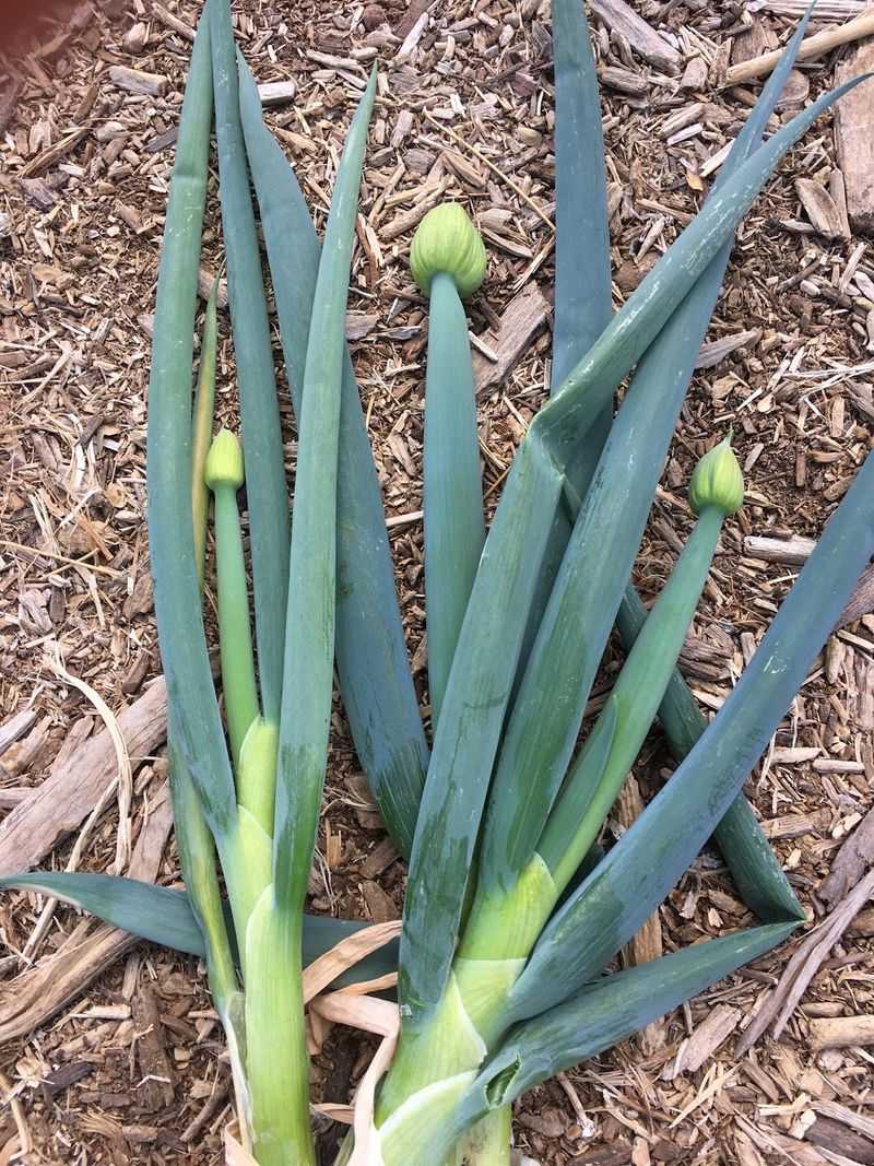 Green Onions Work Well In Smaller Garden Spaces Green Onions Work Well In Smaller Garden Spaces