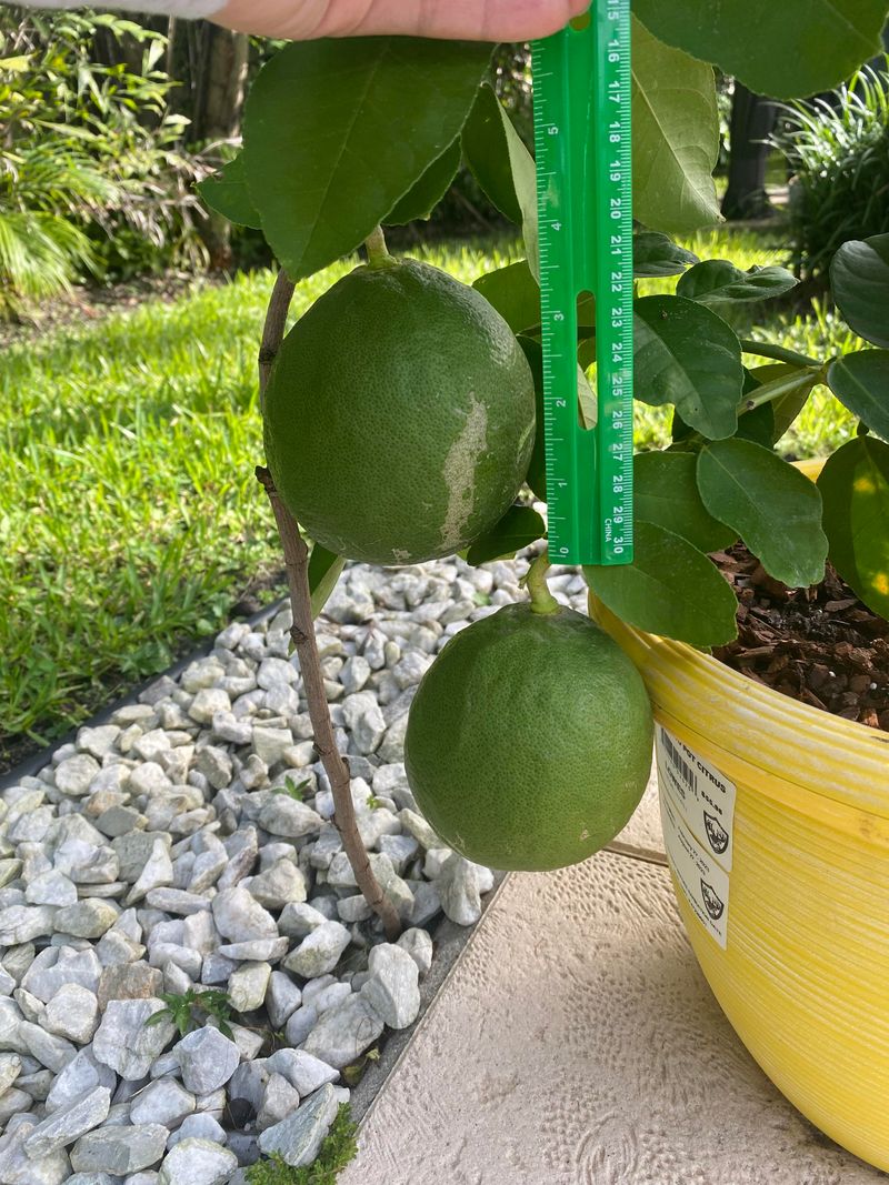 Green Skin Does Not Always Mean An Unripe Lemon