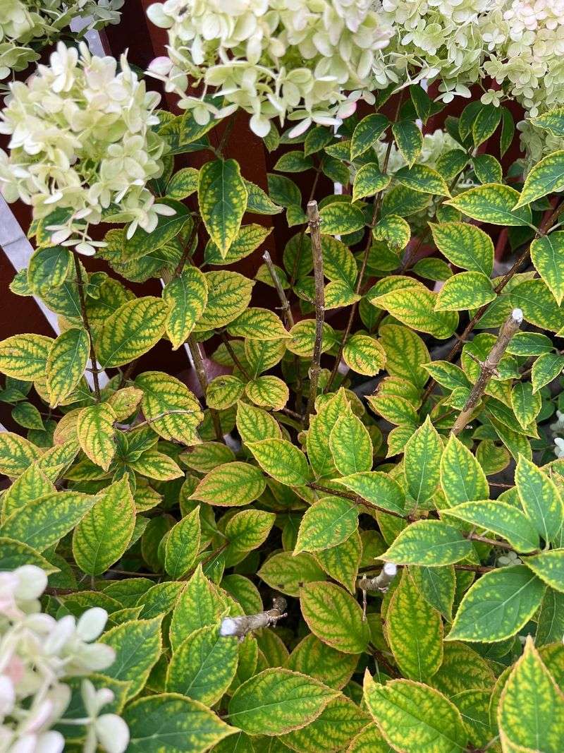 Green Veins On Pale Leaves Point Toward Iron Chlorosis