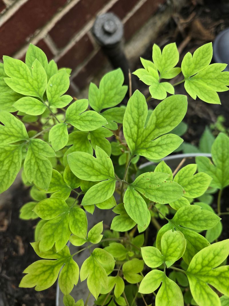 Green Veins On Yellow Leaves Point To One Cause