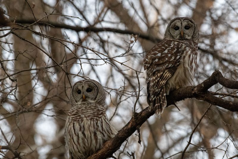 Greenbelts Pull Owls In From Wild Edges