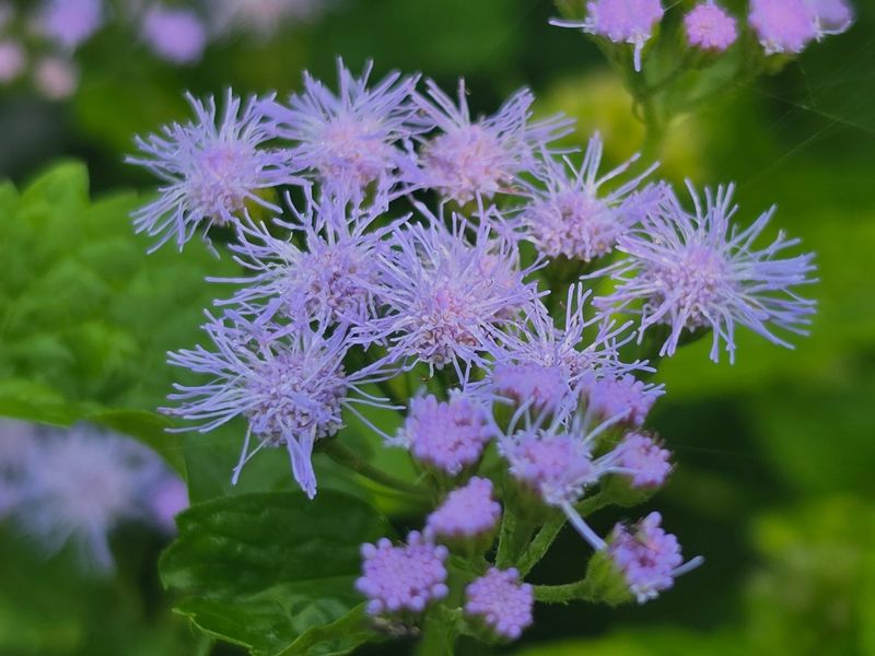 Gregg's Mistflower Gregg's Mistflower