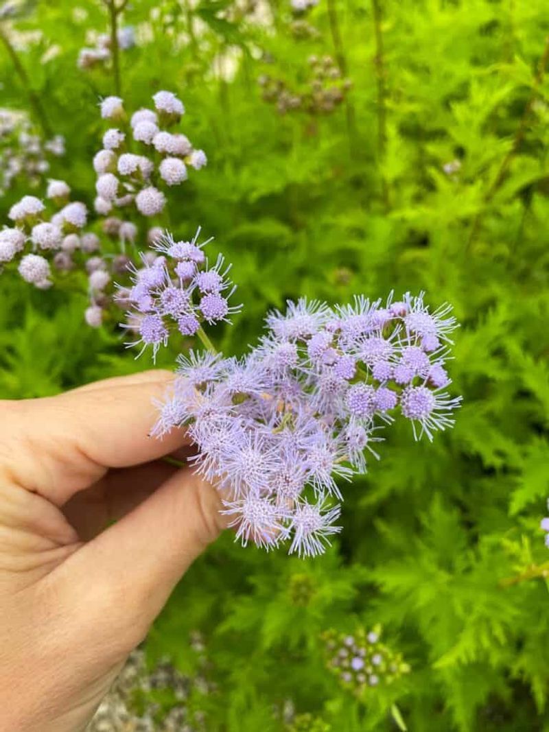 Gregg's Mistflower