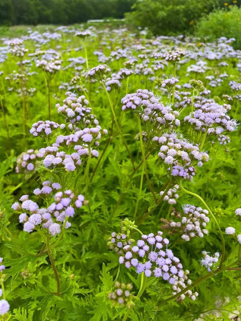 Gregg's Mistflower Gregg's Mistflower