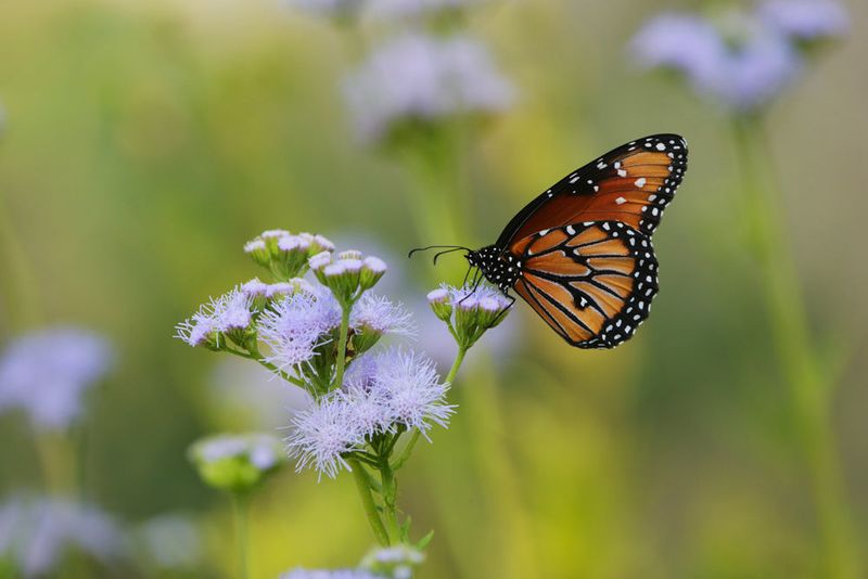 Gregg's Mistflower Gregg's Mistflower
