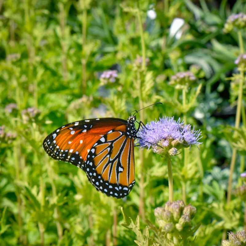 Gregg's Mistflower And The Late-Summer Monarch Connection Gregg's Mistflower And The Late-Summer Monarch Connection