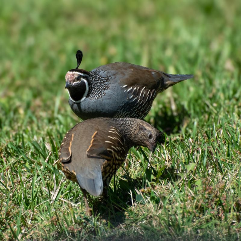 Ground Birds Need Cover Too Ground Birds Need Cover Too