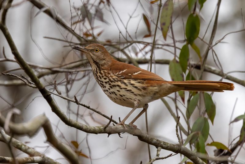 Ground Foraging Is A Natural Feeding Behavior For This Species