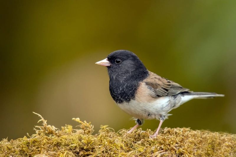 Ground-Level Areas Offer Good Foraging Opportunities Ground-Level Areas Offer Good Foraging Opportunities