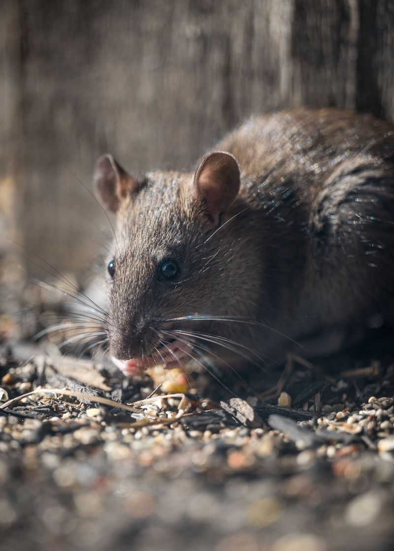 Ground-Level Debris Is What Actually Draws Rats In Ground-Level Debris Is What Actually Draws Rats In