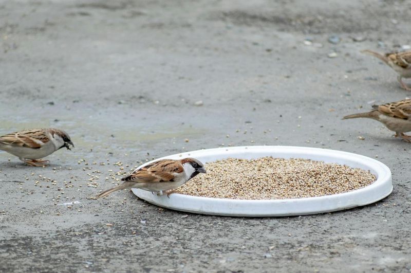 Ground-Level Feeding Makes The Attraction Stronger Ground-Level Feeding Makes The Attraction Stronger