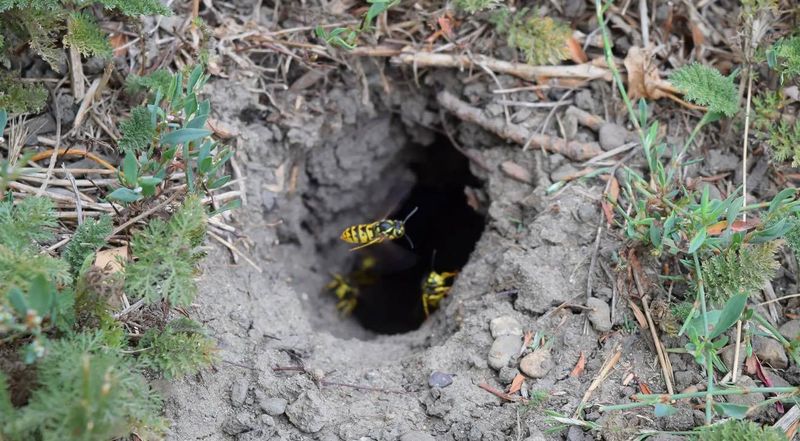 Ground Nests Hide Beneath Busy Lawn Areas Ground Nests Hide Beneath Busy Lawn Areas
