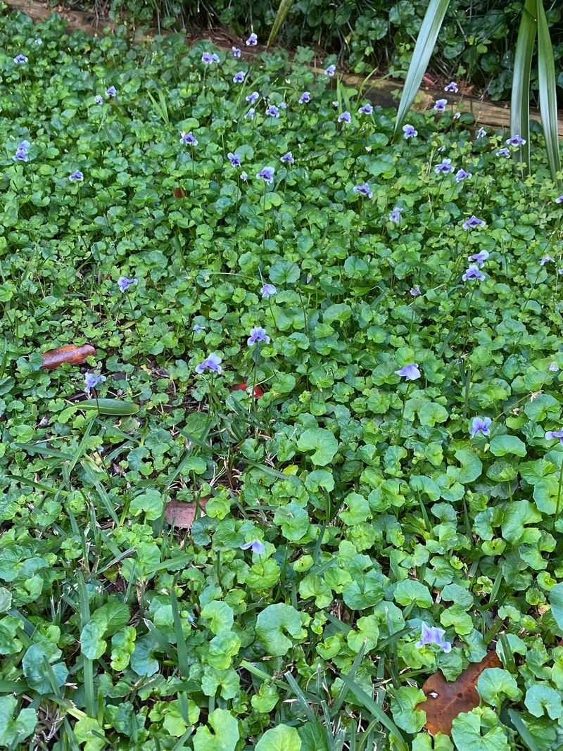 Groundcover Can Smother Smaller Plants Nearby Groundcover Can Smother Smaller Plants Nearby