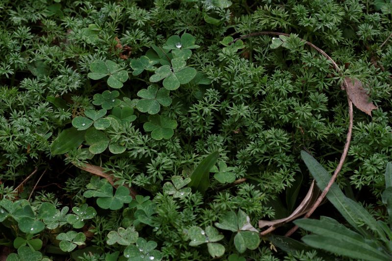 Groundcover Gaps Between Plants Invite Fast Spreading Weeds Groundcover Gaps Between Plants Invite Fast Spreading Weeds
