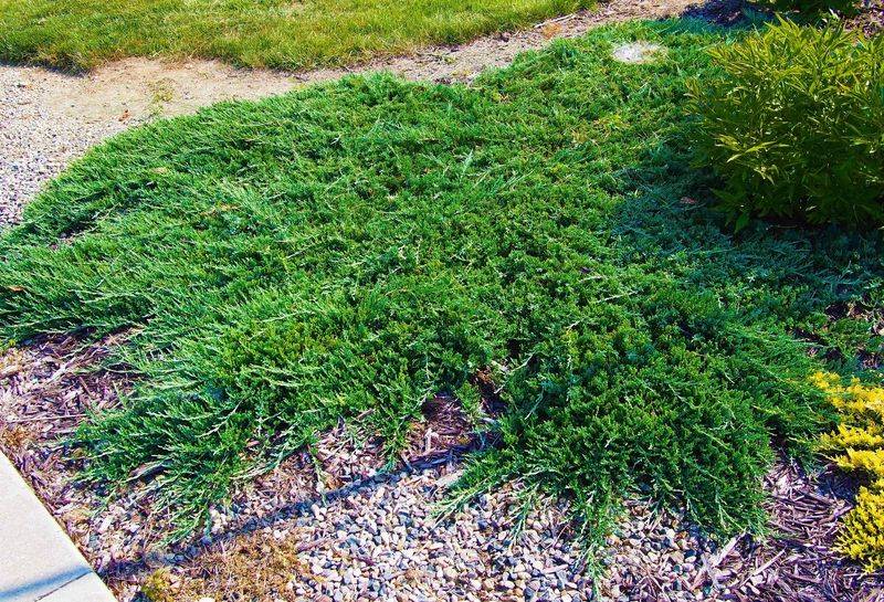 Groundcover Juniper Handles Heat And Blocks Light From Weeds Groundcover Juniper Handles Heat And Blocks Light From Weeds