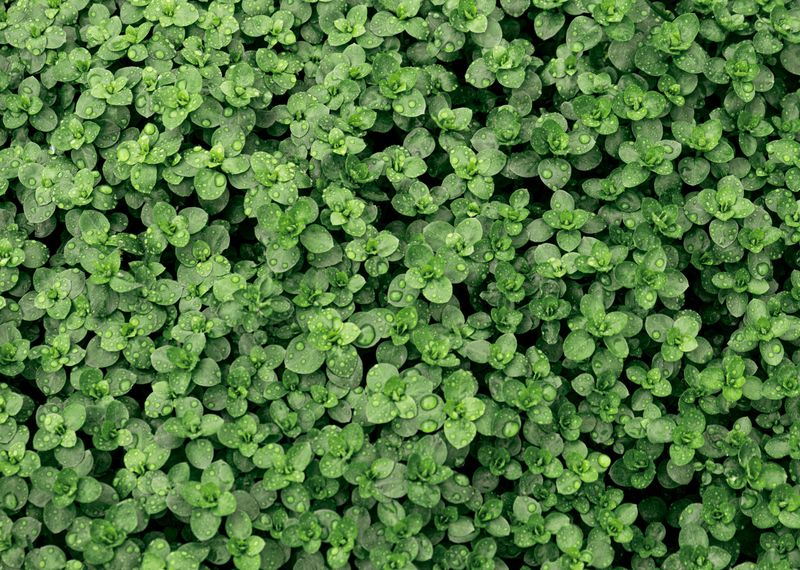 Groundcovers Need Far Less Watering Groundcovers Need Far Less Watering