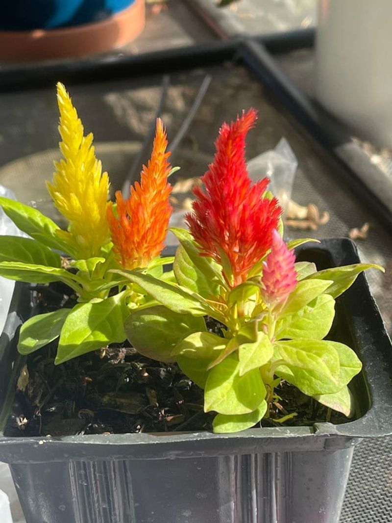 Group Pots To Build A Cooler Microclimate