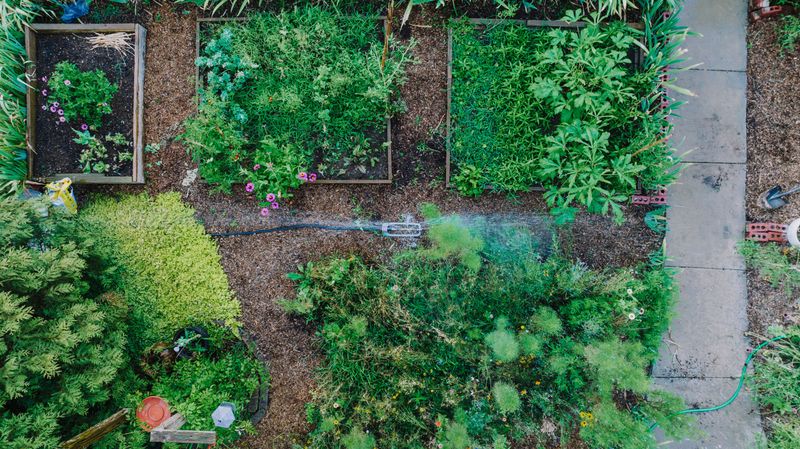 Grouping Plants By Water Needs Prevents Waste