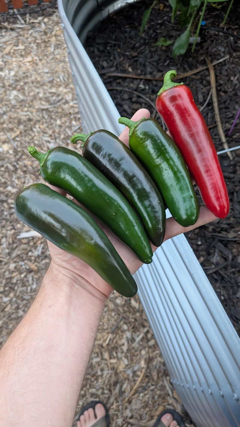 Grow Ace For A Sweet Pepper Option
