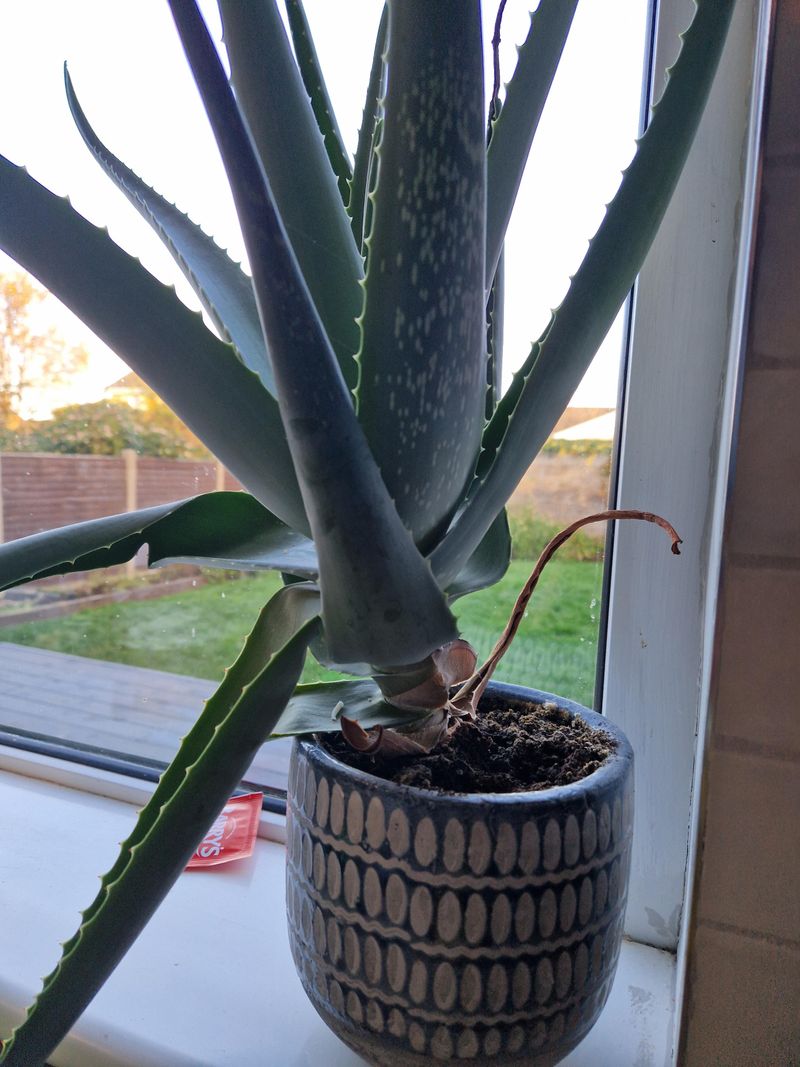 Grow Aloe Vera Near Strong Light Grow Aloe Vera Near Strong Light
