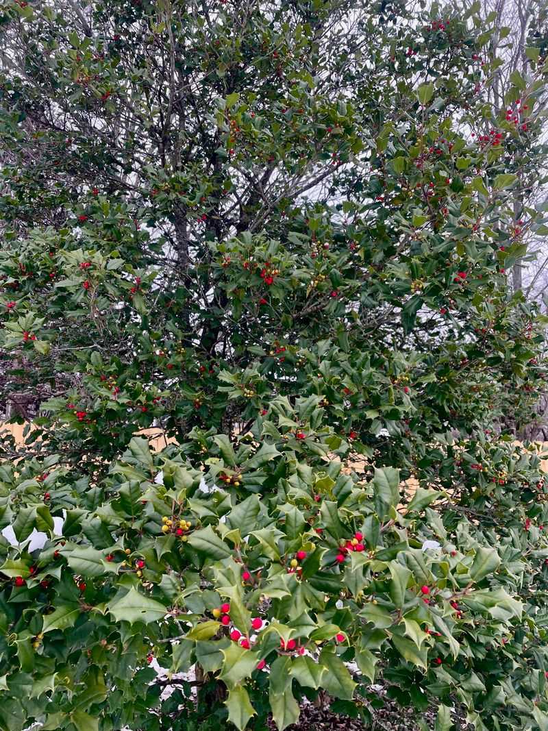 Grow American Holly For Evergreen Cover