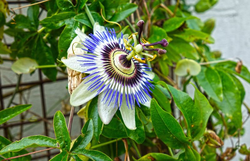 Grow Arizona Passion Flower For A Wilder Look