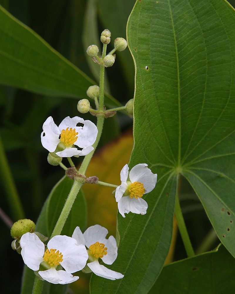 Grow Arrowhead Around Pond Margins