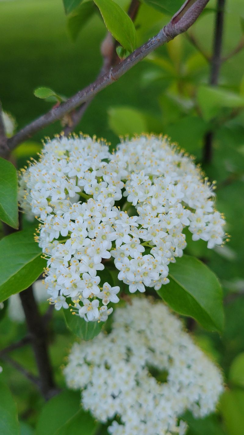 Grow Blackhaw Viburnum In Mixed Borders