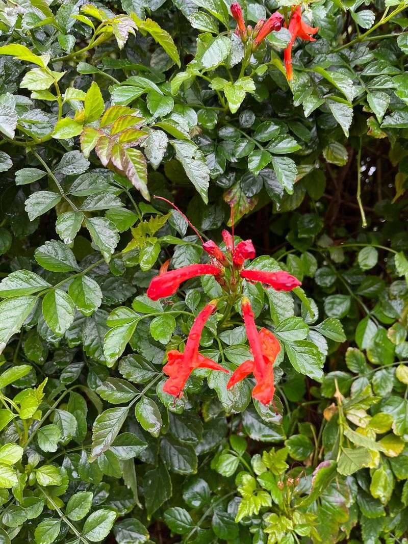Grow Cape Honeysuckle As A Loose Climber
