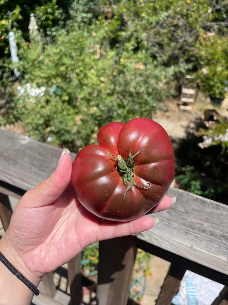 Grow Cherokee Purple For Heirloom Harvests Grow Cherokee Purple For Heirloom Harvests