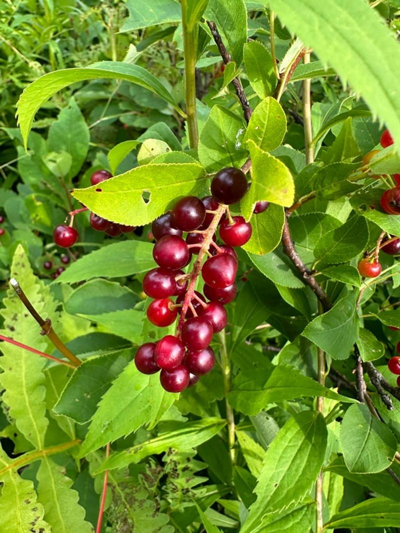 Grow Chokecherry For Seasonal Bird Food