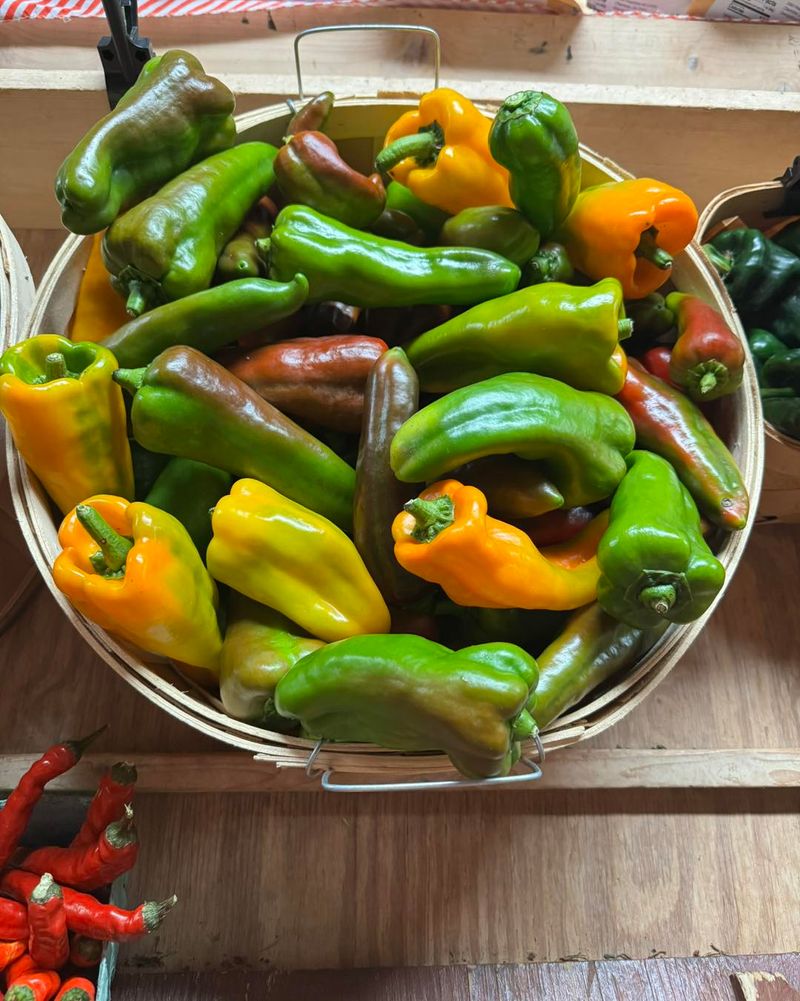 Grow Cubanelle For A Florida Favorite Grow Cubanelle For A Florida Favorite