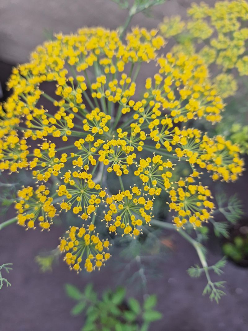 Grow Dill Beside The Vegetable Bed Grow Dill Beside The Vegetable Bed