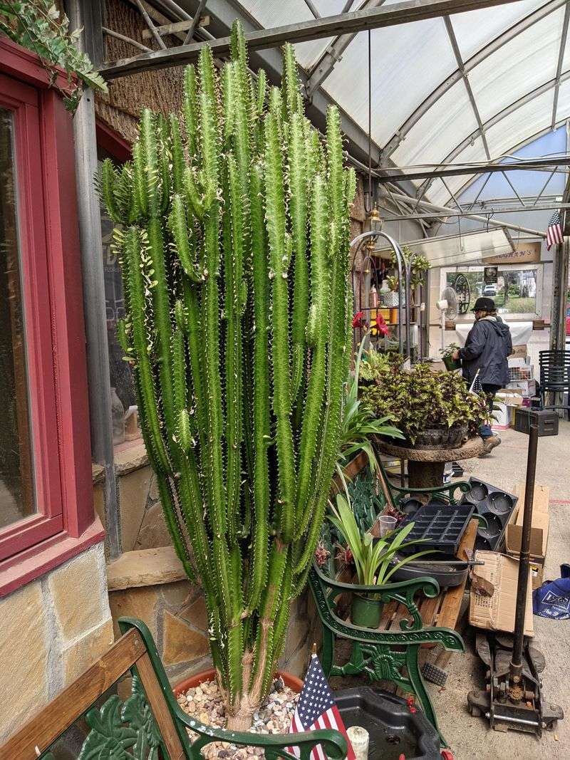 Grow Euphorbia In A High Light Spot Grow Euphorbia In A High Light Spot