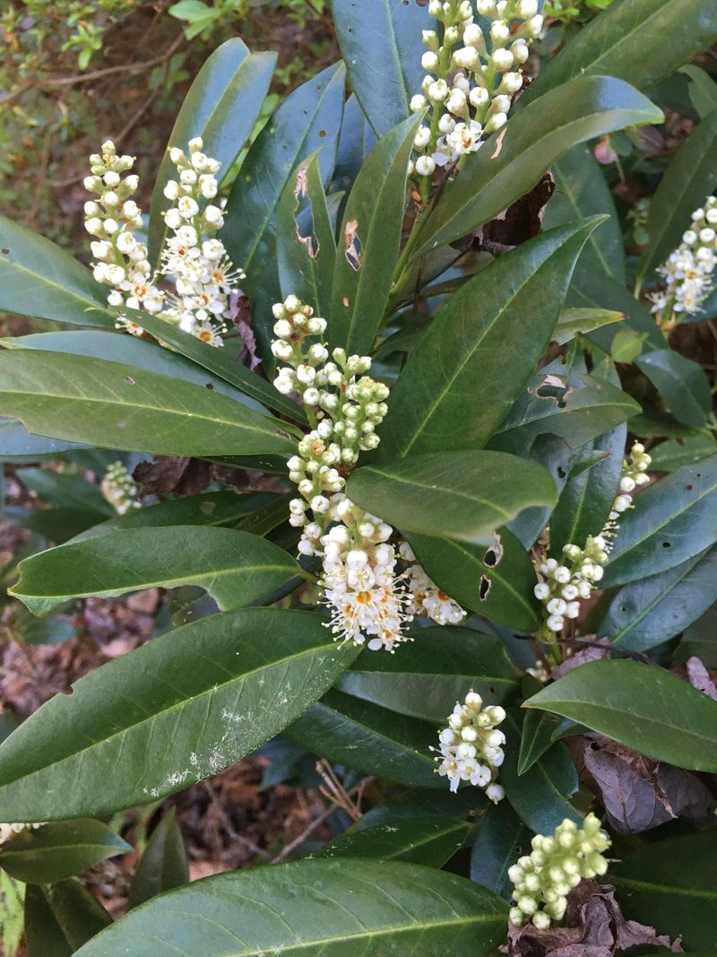 Grow Fetterbush In Damp Partial Shade