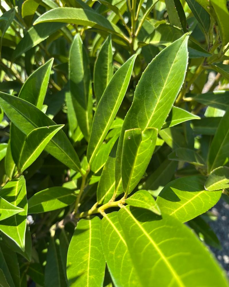 Grow Florida Doghobble In Shadier Screens