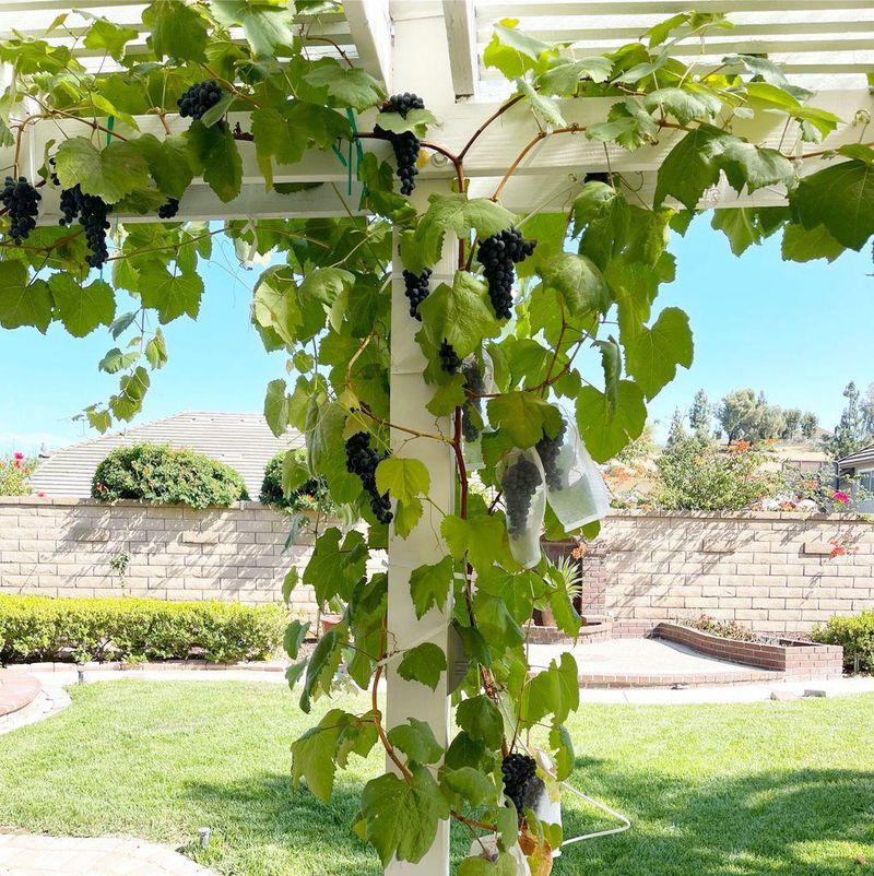Grow Grape Ivy In Filtered Light Grow Grape Ivy In Filtered Light