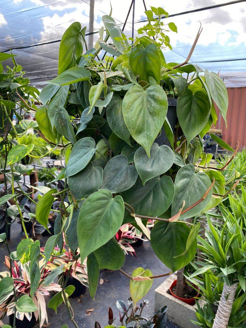 Grow Heartleaf Philodendron In Bright Shade Grow Heartleaf Philodendron In Bright Shade