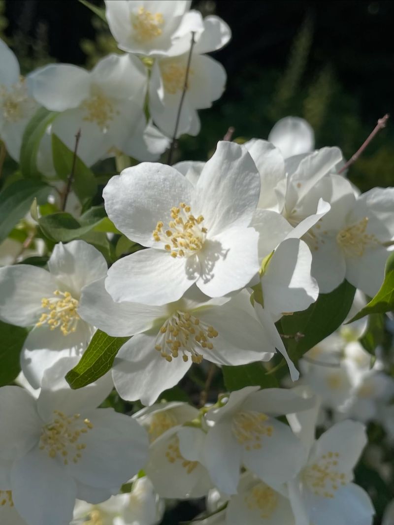 Grow Lewis Mockorange For Fragrant White Bloom