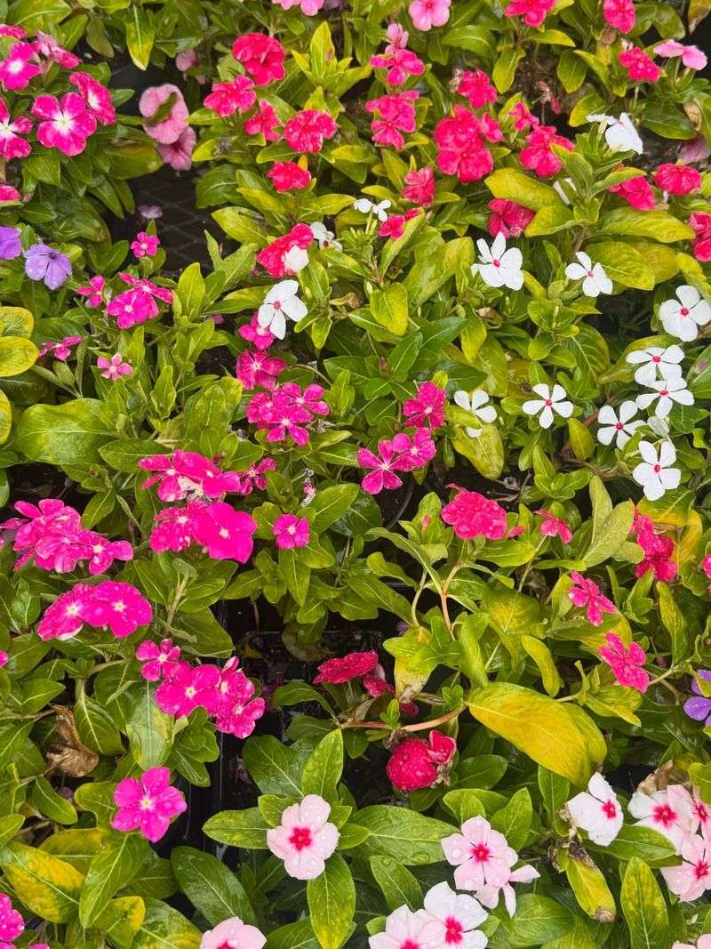 Grow Madagascar Periwinkle In Hot Spots