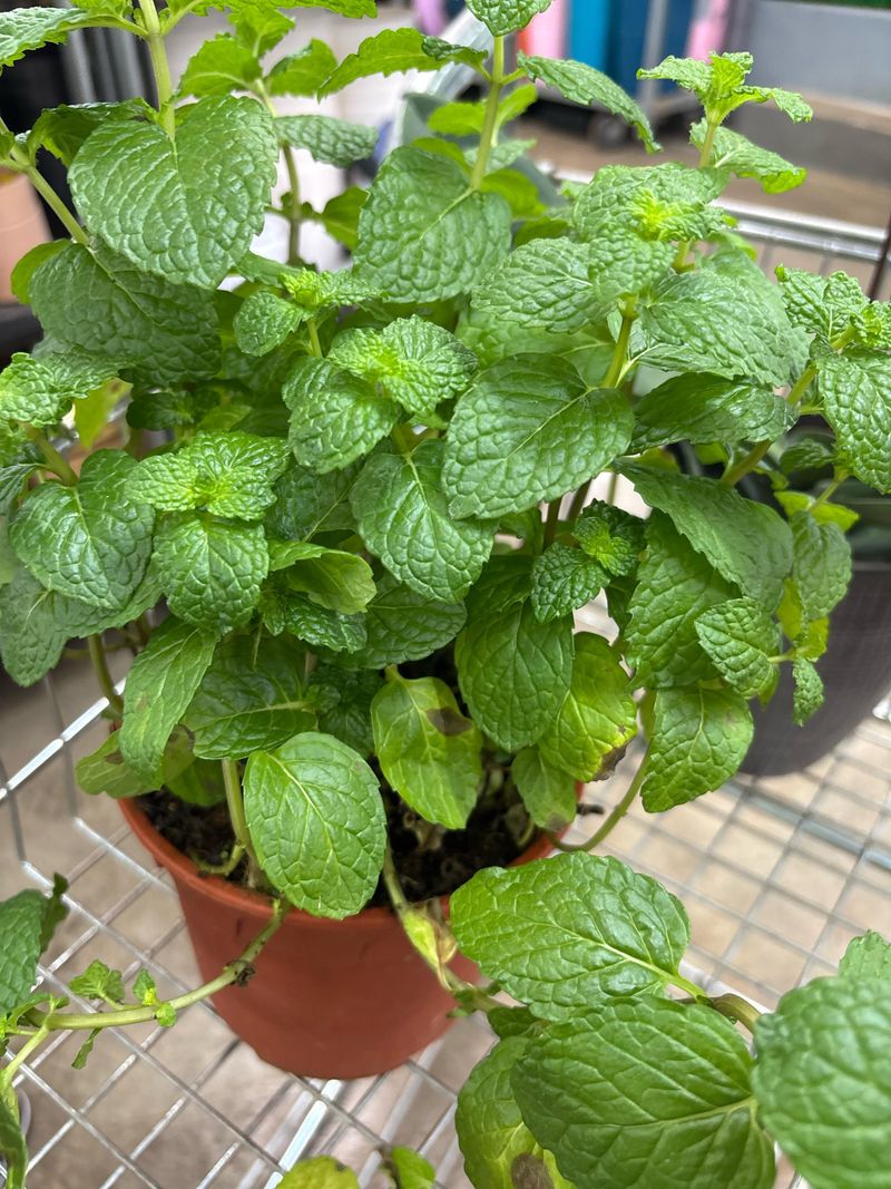 Grow Mint Away From Harsh Sun Grow Mint Away From Harsh Sun