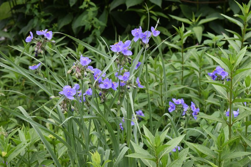 Grow Ohio Spiderwort For Tough Early Summer Color Grow Ohio Spiderwort For Tough Early Summer Color