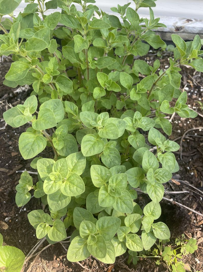 Grow Oregano As A Spreading Herb Grow Oregano As A Spreading Herb