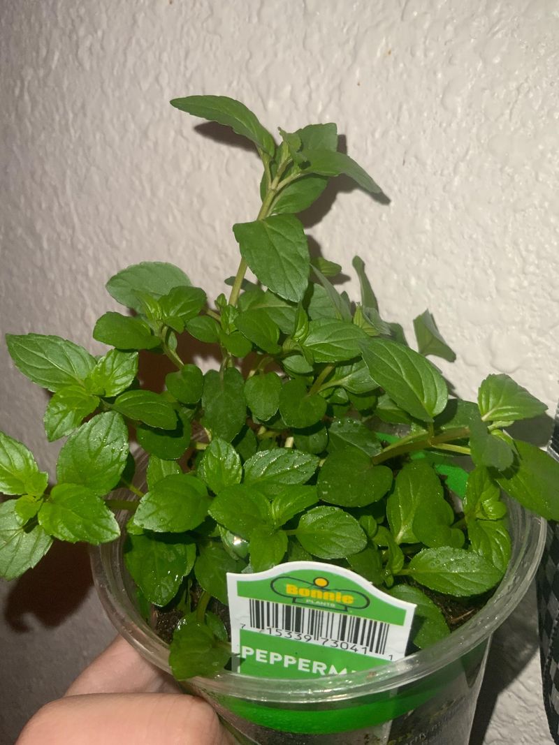 Grow Peppermint In A Container Grow Peppermint In A Container