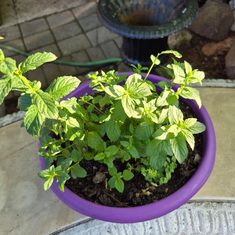 Grow Peppermint In A Pot By The Door