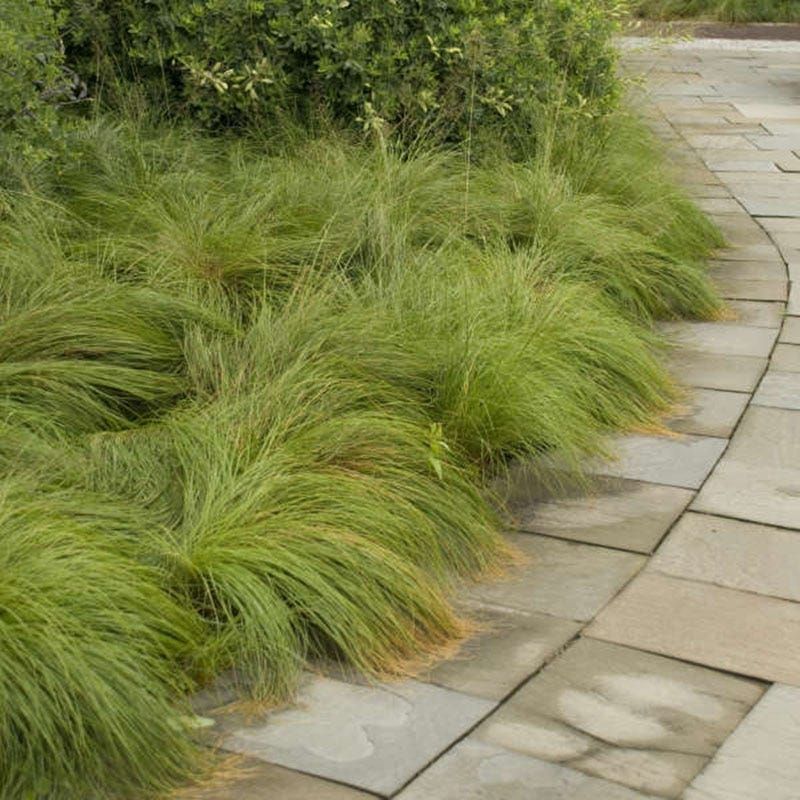 Grow Prairie Dropseed For A Hardy Native Grass Grow Prairie Dropseed For A Hardy Native Grass
