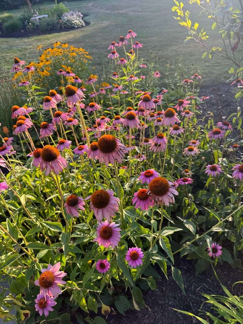 Grow Purple Coneflower For Reliable Summer Color Grow Purple Coneflower For Reliable Summer Color