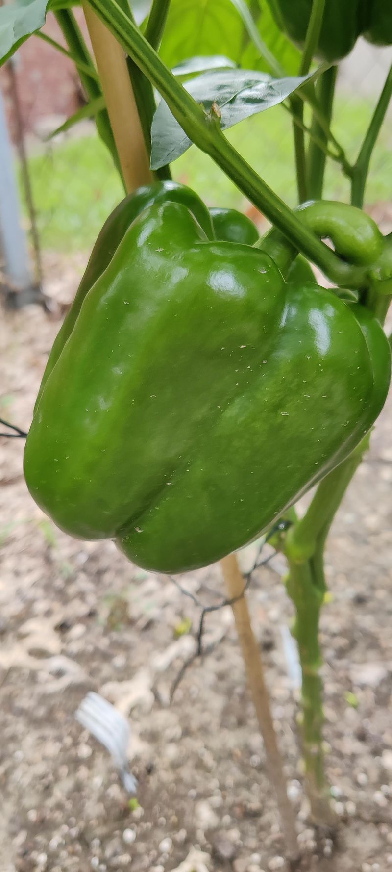Grow Red Knight For Red Bell Peppers Grow Red Knight For Red Bell Peppers