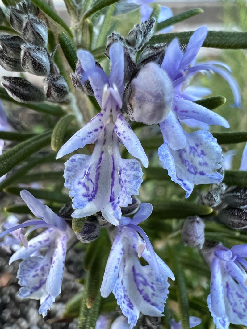 Grow Rosemary Where Pennsylvania Winters Allow Grow Rosemary Where Pennsylvania Winters Allow